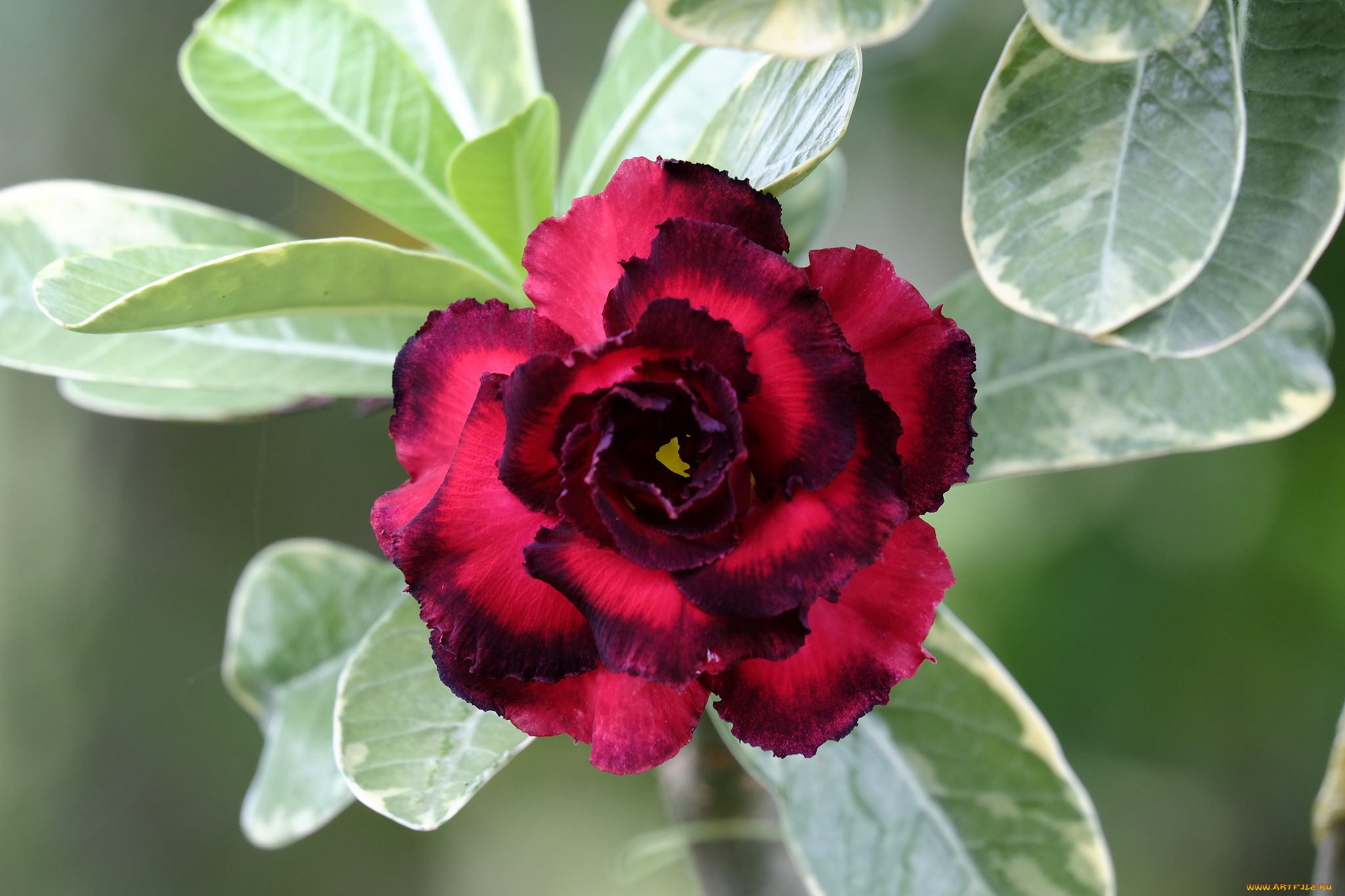 Адениум или пустынная роза Adenium Chankajang